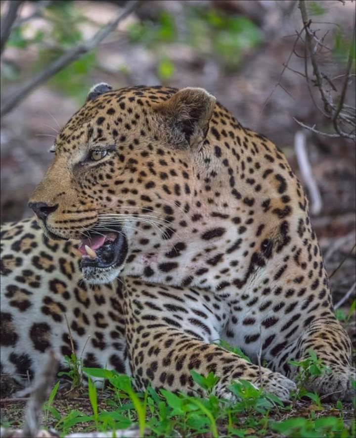 leopard resting